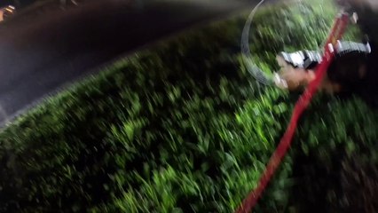 Wildlife Control Captures Pesky Alligator