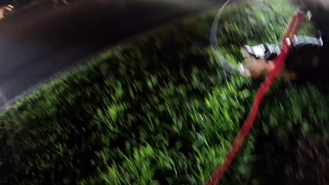 Wildlife Control Captures Pesky Alligator