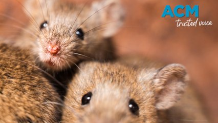 Rodent plague in Queensland: farmers scramble to control population