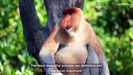 India’s weirdest frog and an ‘ugly shark’: These species aren't cuddly but they still need saving