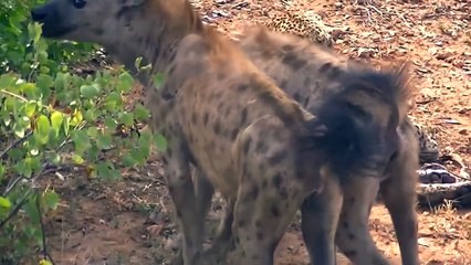 Predators Meet Horrible Ends That They Did Not Deserve