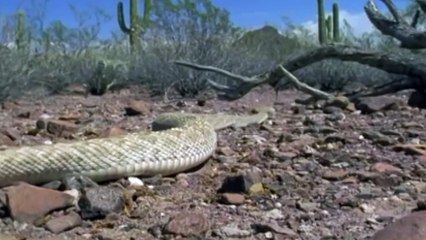 Beware !! Decapitated Snakes May Still Bite And Hunt