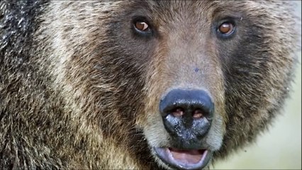 No Predator Can Catch Mountain Goats !!