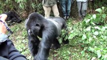 When Gorillas Are Merciless To Humans !!