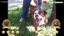 Pitbull VS Rottweiler Real Fight 2021   Rottweiler VS Pitbull Real Fight   Tough Creatures