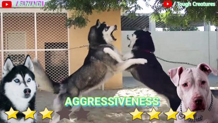 Pitbull VS Husky Real Fight - Husky VS Pitbull 2021 - Tough Creatures