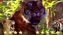 Tiger VS Lion Real Fight 2021 - Lion VS Tiger - Tough Creatures [Ep. 2]