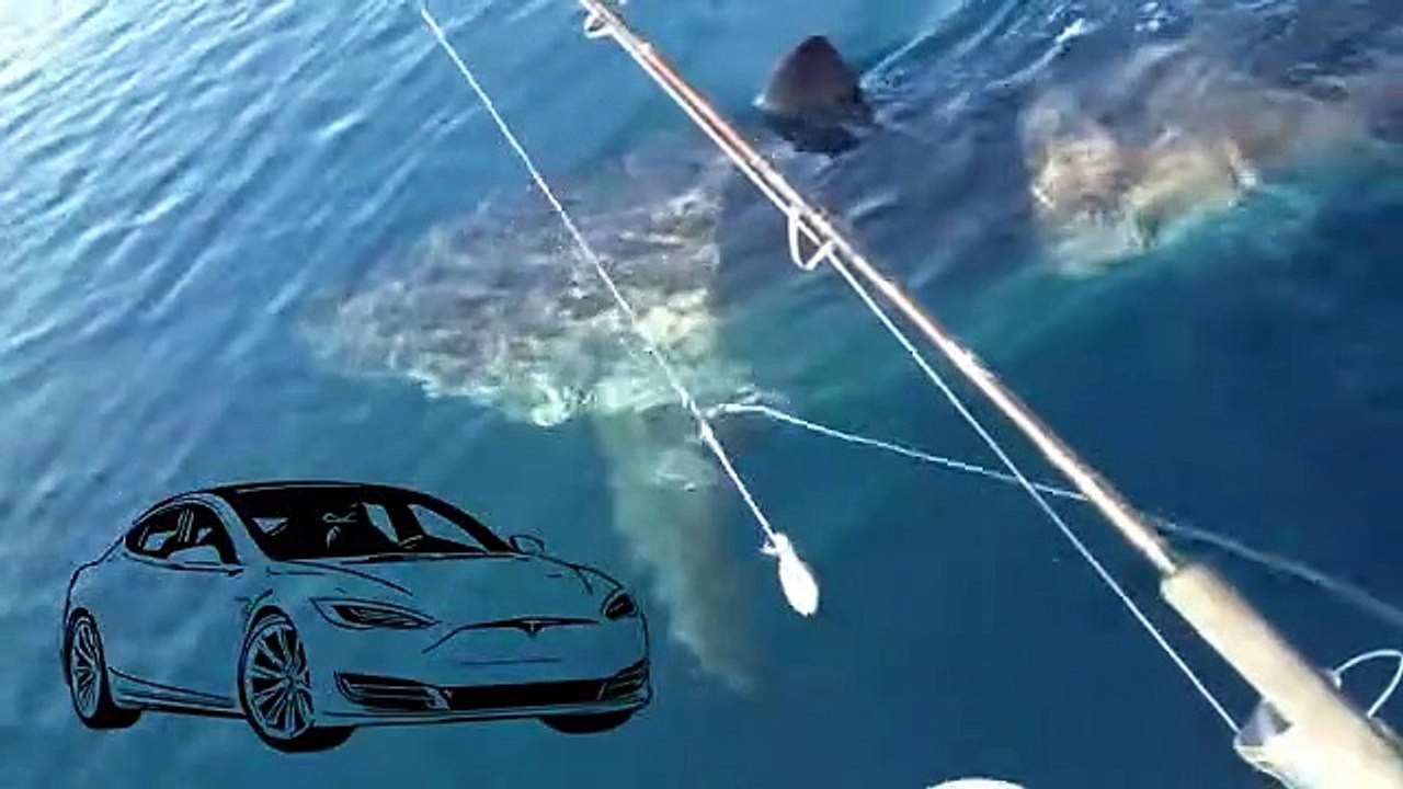 This is Why Great White Sharks are Dominating O...