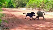 Animal War Story Mother Monkey Against 10,000 Dogs in India   Monkey Seeks Revenge -Tough Creatures