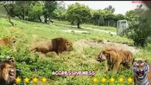 Lion VS Tiger 2023   Tiger VS Lion Real Fight - Tough Creatures   Natural Beasts