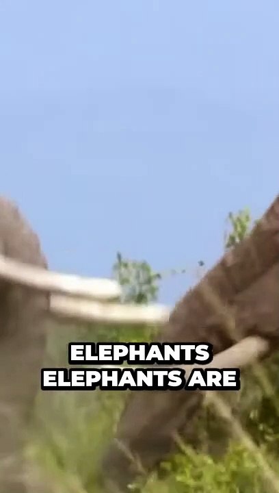 Amazing Elephant Encounters Discover the Majest...