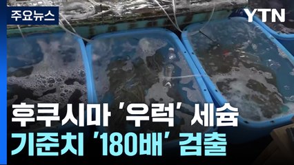 후쿠시마 원전 앞바다 '우럭' 세슘 검출...日, 오염수 방류 초읽기 / YTN