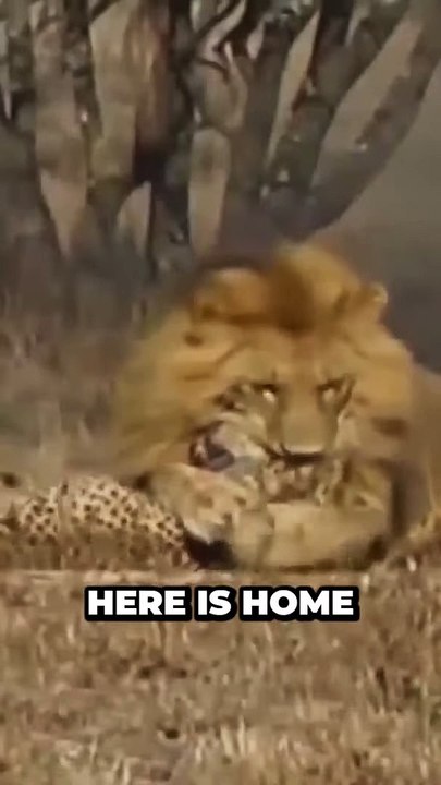 Unleashing the Untold Wonders of African Wildlife and Lions