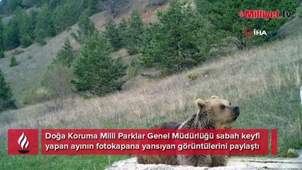 Ayının sabah keyfi fotokapana yansıdı