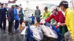 Bluefin Tuna Season Means Big Business in Southern Taiwan