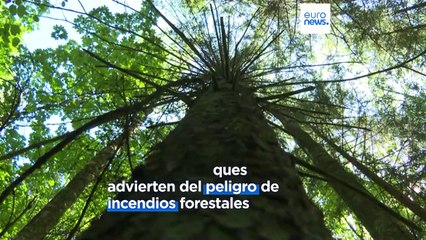 La sequía pone en peligro cultivos y bosques en parte de Europa