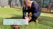 Dachshund puppies | Port Macquarie | June 7, 2023