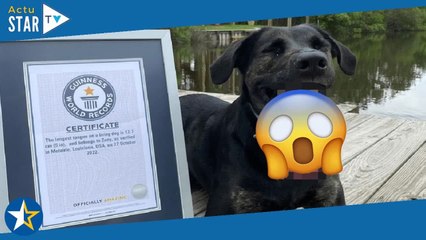 Le prix de la plus grande langue du monde de chien lui a été décerné et c’est impressionnant !