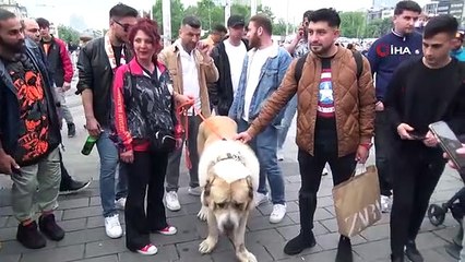 Şampiyon dev köpek Taksim'de ilgi odağı oldu