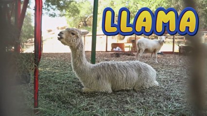 Let's Find Out the Names of Animals #6 - Learn Animal's Names for Kids and Toddlers