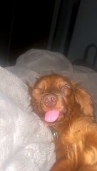 Dog Sleeps With One Eye Open