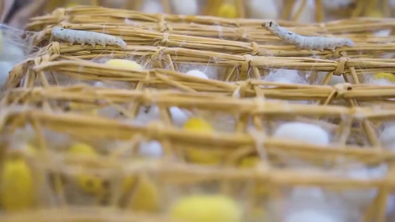 How Japanese Farming Million of SilkWorm for silk Silk cocoon harvest