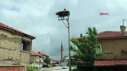 15 yıldır leyleklere ev sahipliği yapıyor
