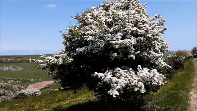 May Blossom in the South Downs National Park at Castle Hill Nature Reserve