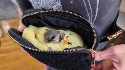 A Flying Squirrel Eating a Pea In A Pineapple In A Purse