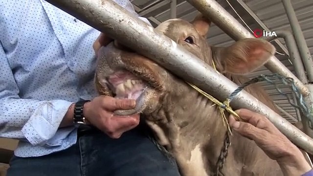 Kurbanlık hayvan seçiminde dikkat edilmesi gereken hususları veteriner hekim anlattı
