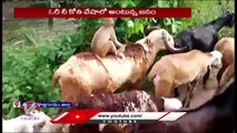 Auto driver Shares Monkey Feats On Goat Flock _ Video Went Viral _ V6 News