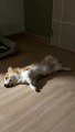 Sleeping Corgi Has Floppy Paws