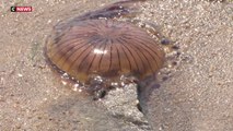 Les méduses débarquent en Loire-Atlantique et Vendée