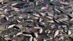 peixes encalhados dnipro