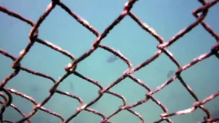5 SCARY Shark Attacks Caught On Camera