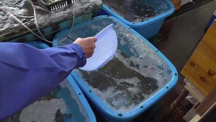 日, 오염수 방류 초읽기...원전 앞바다 '우럭' 180배 세슘 검출 / YTN