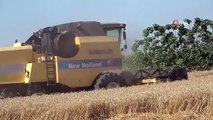 Cumhurbaşkanı Erdoğan'ın Buğday Fiyatı Açıklaması Adanalı Üreticileri Sevindirdi