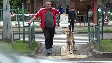 Yaya geçidinin ‘sadık’ bekçisi! Türkiye bu köpeğin yaptığını konuşuyor