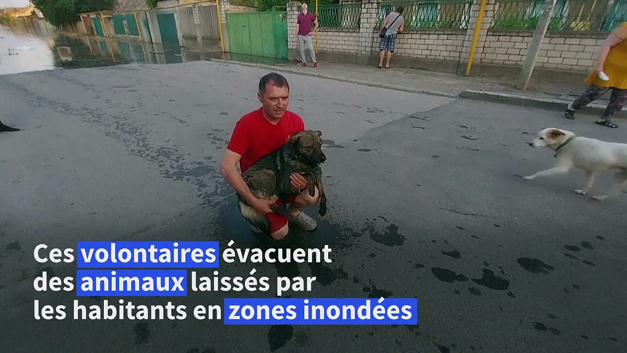Ukraine: des bénévoles évacuent des animaux de la région de Kherson
