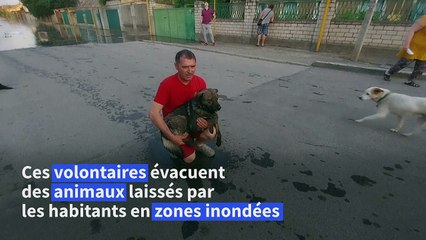 Ukraine: des bénévoles évacuent des animaux de la région de Kherson
