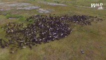 Mesmerizing Reindeer Herd | Wild-ish TV