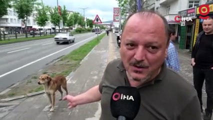 Yaya geçidinin ‘Sadık’ bekçisi köpek, karşıya geçen insanlara yardım ediyor