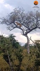 Elephants Save Leopard From Lions in Tree