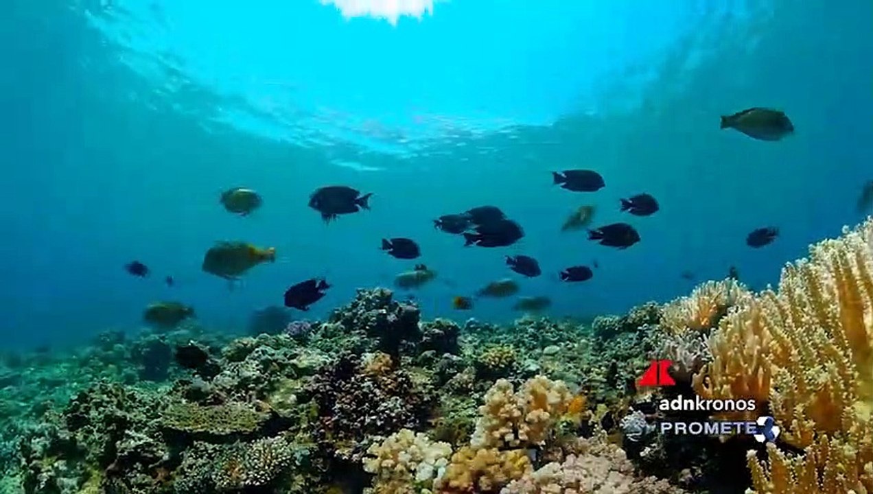 Findus, presentati i risultati della campagna Lifegate Plasticless: in 2 anni raccolti 12.500 kg di rifiuti