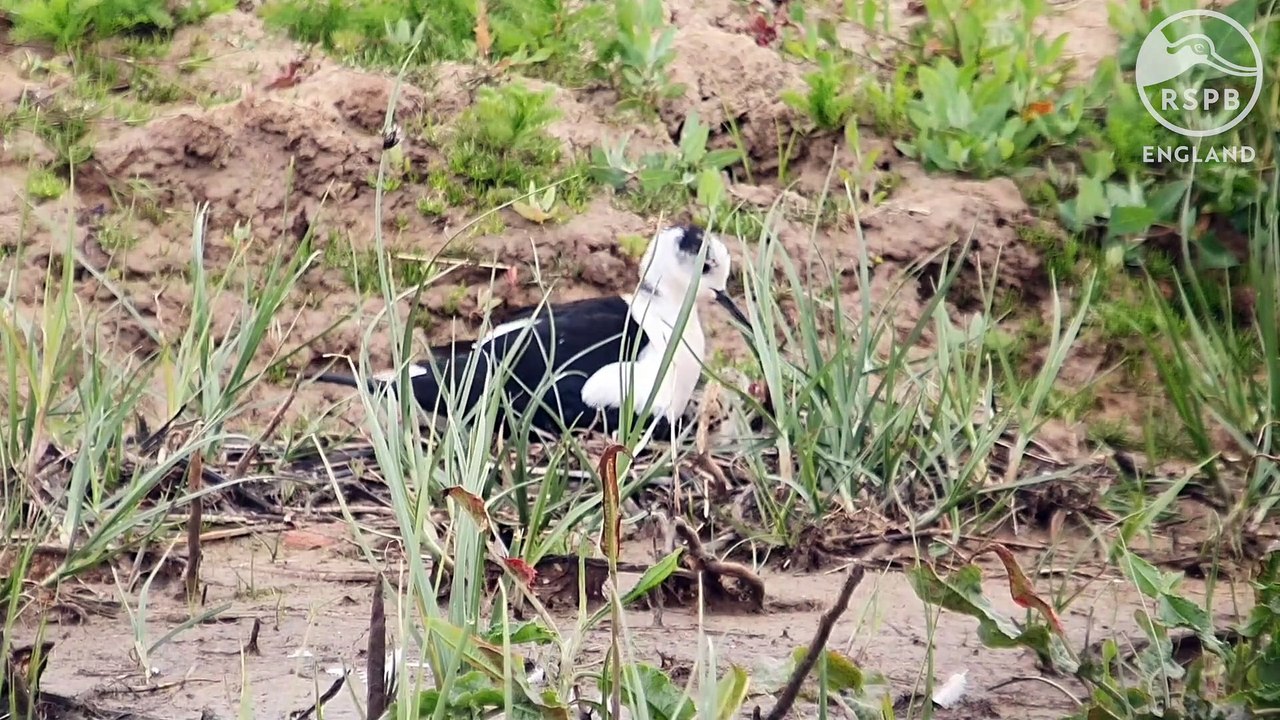 Black winged stilt and chicks at RSPB Frampton Marsh