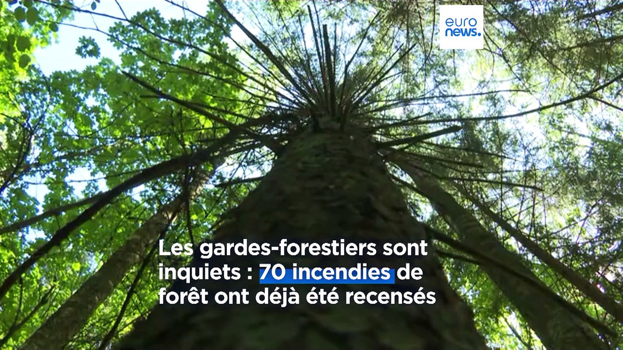 Les sécheresse menace les récoltes et les forêts : reportage en Lituanie et en Pologne