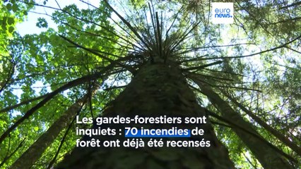 Les sécheresse menace les récoltes et les forêts : reportage en Lituanie et en Pologne