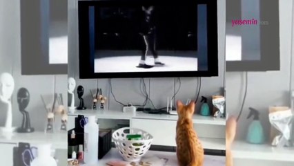 Michael Jackson dansı yapan kedi yüzleri güldürdü!