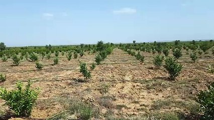 संकट में सवा करोड़ का राज्य मॉडल बागान