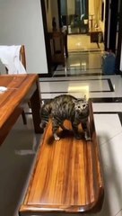 cat Cutest thing you'll see today